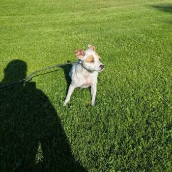 Chihuahua Dogs Available for Adoption in Tacoma, Washington - Pear | PetCurious