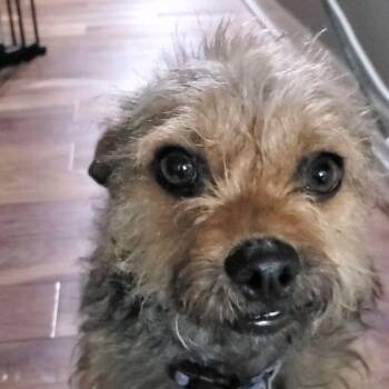 Sylvie (Joy) -  Yorkshire Terrier and Miniature Poodle Dog for Adoption in Alma, Wisconsin - Sylvie (Joy) | PetCurious