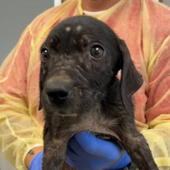 Sora -  Mixed Breed Dog for Adoption in Marshall, Texas - Sora | PetCurious