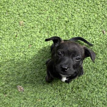 Shepherd Dogs Available for Adoption in Loxahatchee Groves, Florida - Charger 4748 | PetCurious