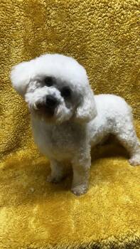 BAXTER -  Bichon Frise Dog for Adoption in Rossford, Ohio - BAXTER | PetCurious