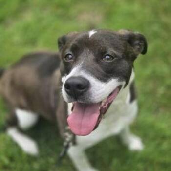 Pit Bull Terrier Dogs Available for Adoption - Nova | PetCurious