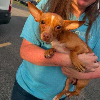 Baked Beans -  Chihuahua Dog for Adoption in Rockville, Maryland - Baked Beans | PetCurious