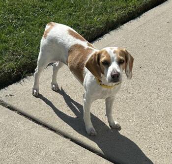 Rescue Beagle Dogs for Adoption in Tomball, Texas - Misty | PetCurious