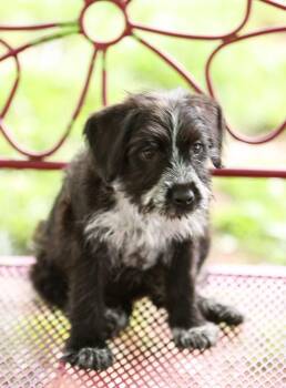 Cheyenne -  Sheep Dog Dog Available for Adoption in Monroe, North Carolina - Cheyenne | PetCurious