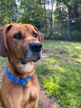 Redbone Coonhound and Mixed Breed Dogs Available for Adoption - Rohan | PetCurious