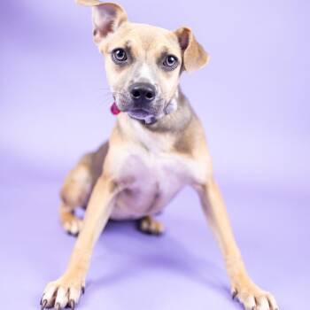 Darla -  Mixed Breed Dog for Adoption in Portland, Oregon - Darla | PetCurious