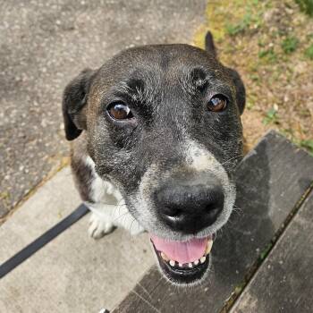 Boxer and Mixed Breed Dogs Available for Adoption in Minneapolis, Minnesota - Duchess | PetCurious