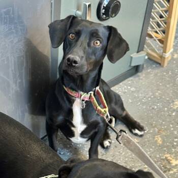 Rescue Dachshund Dogs for Adoption in Newark, New Jersey - Peach | PetCurious