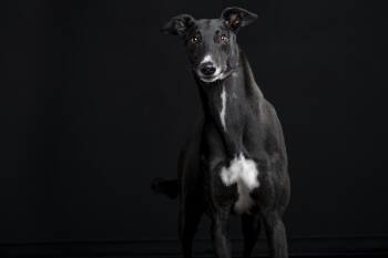 Artilla -  Greyhound Dog for Adoption in Augusta, Maine - Artilla | PetCurious