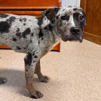 Dolly -  Boxer and Staffordshire Bull Terrier Dog for Adoption in Sunderland, Maryland - Dolly | PetCurious