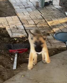 Denver -  German Shepherd Dog and Belgian Shepherd Malinois Dog for Adoption in Hi Vista, California - Denver | PetCurious