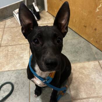 Mabel -  Mixed Breed Dog for Adoption in Chattanooga, Tennessee - Mabel | PetCurious
