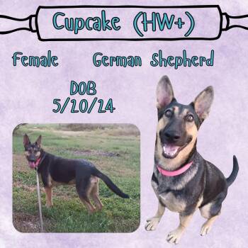 Rescue German Shepherd Dog Dogs for Adoption in Caldwell, Texas - Cupcake | PetCurious