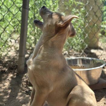 Rescue Mixed Breed Dogs for Adoption in Flagstaff, Arizona - Aro | PetCurious