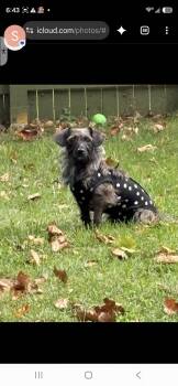 Princess & Dutchess -  Dachshund and West Highland White Terrier Westie Dog for Adoption in Tenafly, New Jersey - Princess & Dutchess | PetCurious