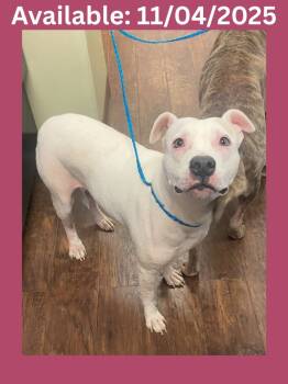 Rescue Pit Bull Terrier and Mixed Breed Dogs for Adoption in Greenville, Texas - Dog Kennel #4 Cookie | PetCurious