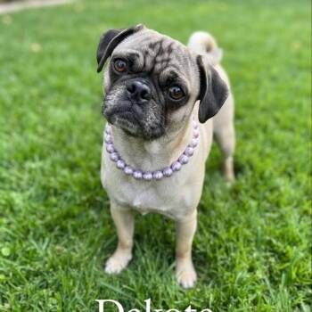 Dakota -  Pug Dog for Adoption in Las Vegas, Nevada - Dakota | PetCurious