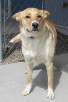 Retriever Dogs Available for Adoption in Elko, Nevada - 42652510 / Adele | PetCurious