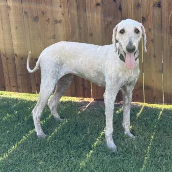 Bunny -  Poodle and Mixed Breed Dog for Adoption in Norman, Oklahoma - Bunny | PetCurious