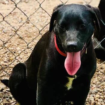 Black Labrador Retriever and Mixed Breed Dogs Available for Adoption in Lucedale, Mississippi - DAISY- (red Collar) | PetCurious
