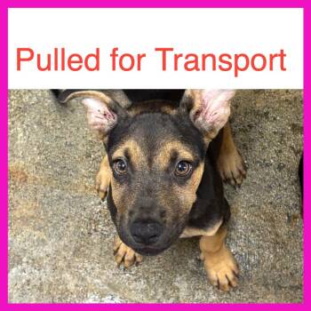 Nalin -  Shepherd and Pit Bull Terrier Dog for Adoption in Northbrook, Illinois - Nalin | PetCurious