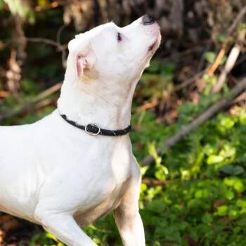 Squiggles -  Mixed Breed Dog for Adoption in Belleville, Illinois - Squiggles | PetCurious