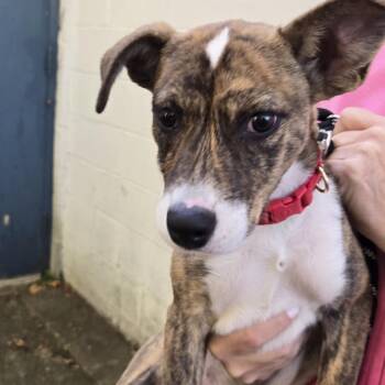 Scarlett -  Labrador Retriever and Hound Dog for Adoption in East Hanover, New Jersey - Scarlett | PetCurious
