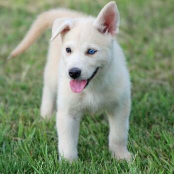 Barrett -  Siberian Husky and Labrador Retriever Dog for Adoption in Madisonville, Texas - Barrett | PetCurious