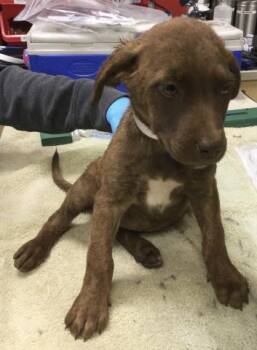 RILEY -  Pit Bull Terrier and Mixed Breed Dog for Adoption in Riverside, California - RILEY | PetCurious