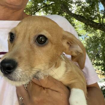 Turby -  Chiweenie Dog for Adoption in Louise, Texas - Turby | PetCurious