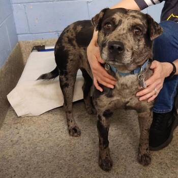 Catahoula Leopard Dog Dogs Available for Adoption in Falls Church, Virginia - Cleo | PetCurious