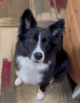 Bonnie -  Border Collie Dog for Adoption in Portland, Oregon - Bonnie | PetCurious