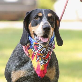 Carolina Gold -  Bluetick Coonhound Dog for Adoption in Columbia, South Carolina - Carolina Gold | PetCurious