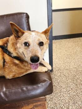 Lillith -  Cattle Dog Dog for Adoption in Effingham, Illinois - Lillith | PetCurious