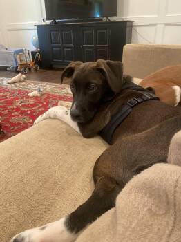 Hound and Whippet Dogs Available for Adoption in Ball Ground, Georgia - Waylon | PetCurious