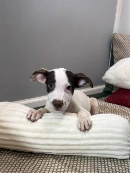 Didi -  Husky and Australian Shepherd Dog for Adoption in Watertown, Connecticut - Didi | PetCurious