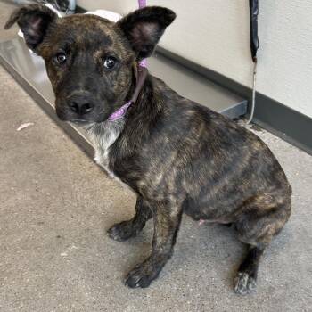 108264 -  Mixed Breed Dog for Adoption in Las Cruces, New Mexico - 108264 | PetCurious