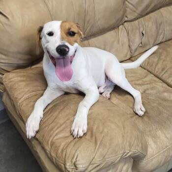 Rescue Labrador Retriever and German Shorthaired Pointer Dogs for Adoption in Fairfax Station, Virginia - Landon | PetCurious