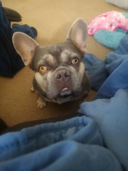French Bulldog Dogs Available for Adoption - Gremmy | PetCurious