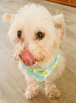 Sally -  Maltese Dog for Adoption in Norfolk, Virginia - Sally | PetCurious