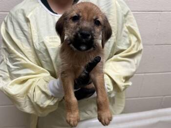 BATTERY -  Wheaten Terrier and Labrador Retriever Dog for Adoption in Colorado Springs, Colorado - BATTERY | PetCurious