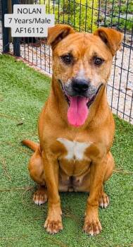 Nolan -  Pit Bull Terrier Dog for Adoption - Nolan | PetCurious