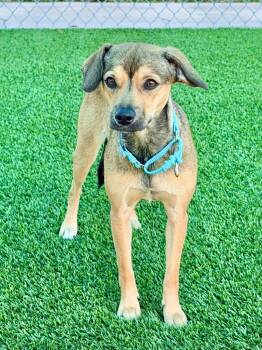 Chelly -  Chihuahua and Terrier Dog for Adoption in Cape Coral, Florida - Chelly | PetCurious