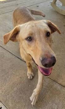 Daisy 70 -  Yellow Labrador Retriever Dog for Adoption in Killingworth, Connecticut - Daisy 70 | PetCurious