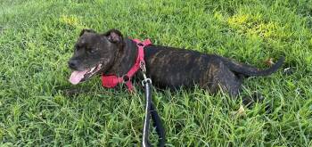 Shasta- Pocket Princess! LOVES WATER -  Pit Bull Terrier Dog for Adoption in Oxford, Michigan - Shasta- Pocket Princess! LOVES WATER | PetCurious