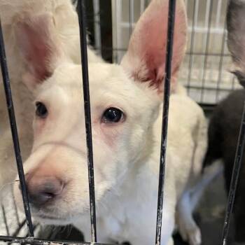 Yeller -  Mixed Breed Dog for Adoption in Port Charlotte, Florida - Yeller | PetCurious