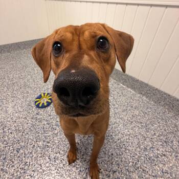 Hound Dogs Available for Adoption - Mazda | PetCurious