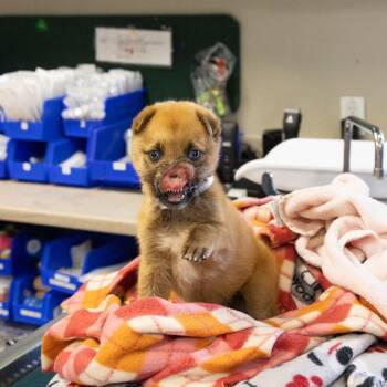 Shepherd and Siberian Husky Dogs Available for Adoption in Pasadena, California - Peanut | PetCurious