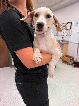 Honey -  Basset Hound Dog for Adoption in Wando, South Carolina - Honey | PetCurious